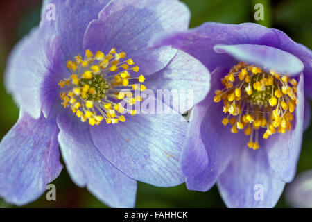 blanda blanda „Atrocaerulea“-Blüte. Windblume Stockfoto