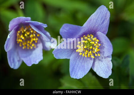 blanda blanda „Atrocaerulea“-Blüte. Windblume Stockfoto