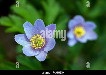 blanda blanda „Atrocaerulea“-Blüte. Windblume Stockfoto