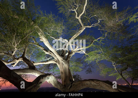 Baum des Lebens, Bahrain Stockfoto