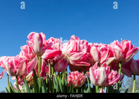 Rüschen rosa und weiße Tulpe Blumen in verschiedenen Stadien des Wachstums mit blauem Himmelshintergrund. Stockfoto