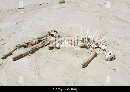 Bleibt der Guanako von Puma in Patagonien, Argentinien Wüste gegessen. Stockfoto