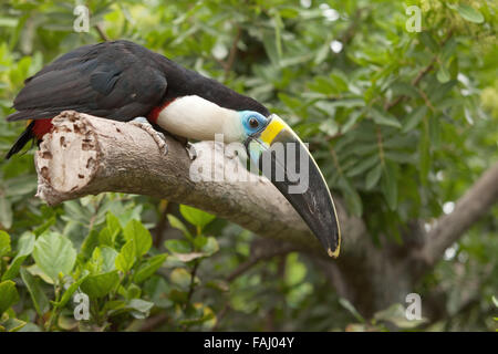 Tukan (Ramphastos Toco) sitzend auf Ast im tropischen Wald oder Dschungel. Stockfoto