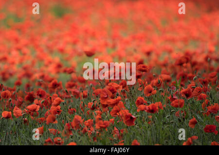 Mohnfelder in Norfolk UK Stockfoto