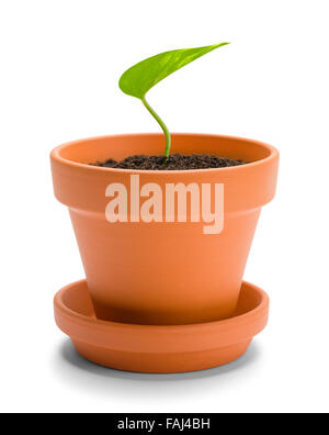 Kleine Orange Terracotta Topf mit grünen Blatt Sprout isoliert auf einem weißen Hintergrund. Stockfoto