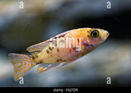 Buntbarsche sind Fische aus der Familie Buntbarsche in der Reihenfolge Barsch. Stockfoto