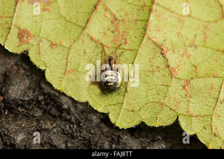 Orb weben Spinne, Araneus SP., Aarey Milch Kolonie Indien Stockfoto