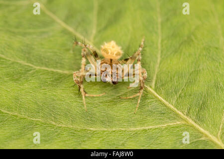 Orb weben Spinne, Araneus SP., Aarey Milch Kolonie Indien Stockfoto