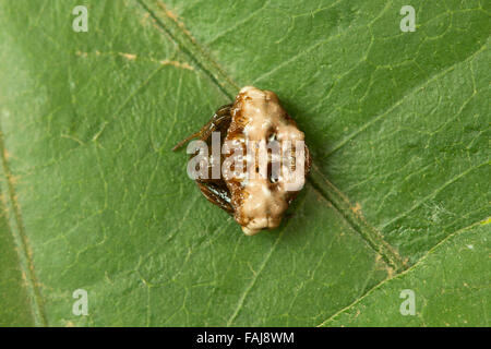 Vogel fallen mimische Spinne, Cyrtarachne SP., Aarey Milch Kolonie Indien Stockfoto