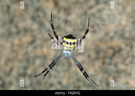 Signatur-Spider, Wespenspinne SP., NZB, Bangalore, Indien Stockfoto