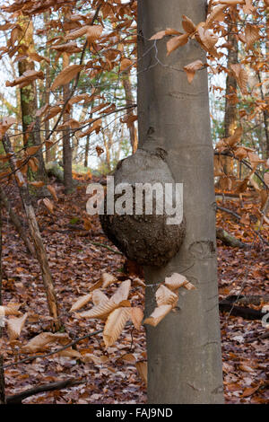 Große Maserung auf Buchenholz Stamm. Die Kronengallenkrankheit wird durch das Bakterium Agrobacterium tumefaciens verursacht. Stockfoto