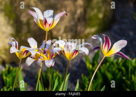 Water Lily Tulpen (Tulipa Kaufmanniana) an die Royal Botanic Gardens, Kew, London, England, Vereinigtes Königreich Stockfoto