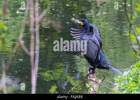 Kormoran (Phalacrocorax Carbo), Shornden Reservoir, Alexandra Park, Hastings, England, Vereinigtes Königreich Stockfoto