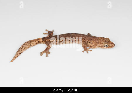 WESTLICHEN Wurm GECKO, Hemiphyllodactylus SP., NZB, Bangalore, Indien Stockfoto