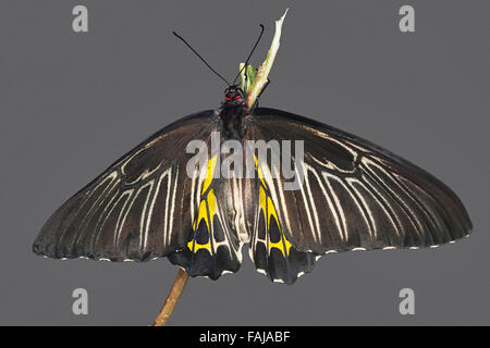 Südlichen Birdwing, Troides Minos, NZB, Bangalore, Indien Stockfoto