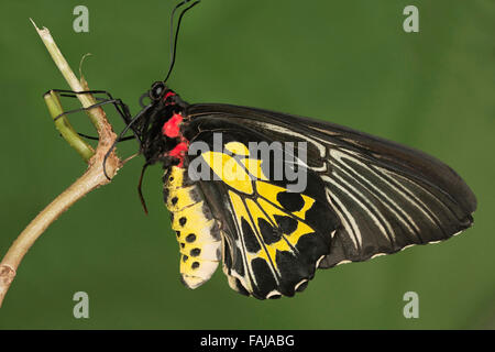 Südlichen Birdwing, Troides Minos, NZB, Bangalore, Indien Stockfoto