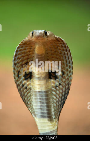 Spectacled Cobra, Naja Naja, NZB, Bangalore, Indien Stockfoto