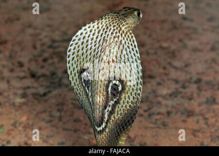 Spectacled Cobra, Naja Naja, NZB, Bangalore, Indien Stockfoto