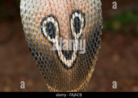 Spectacled Cobra, Naja Naja, NZB, Bangalore, Indien Stockfoto