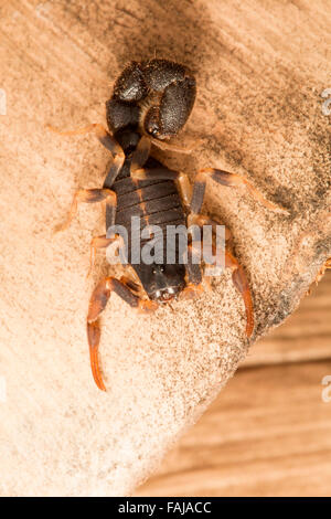 Scorpion, BUTHIDAE Charmus Brignolii, Pondichery, Indien. Seltene Stockfoto