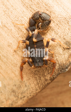 Scorpion, BUTHIDAE Charmus Brignolii, Pondichery, Indien. Seltene Stockfoto