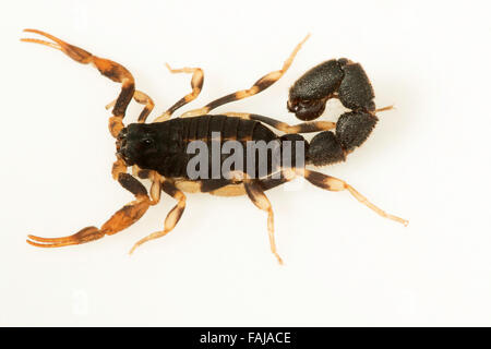 Scorpion, BUTHIDAE Charmus Brignolii, Pondichery, Indien. Seltene Stockfoto