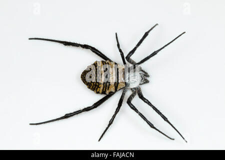 Signatur-Spider, Wespenspinne SP., NZB, Bangalore, Indien Stockfoto