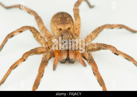 Wolfspinne, Pardosa SP., Lycosidae NCBS, Bangalore, Indien Stockfoto