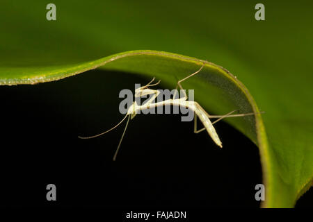 Mantis, Ordnung Mantodea, Aarey Milch Kolonie, Indien Stockfoto