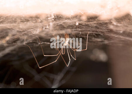 Papa lange Bein Spinne, Pholcus SP., Aarey Milch Kolonie Indien Stockfoto