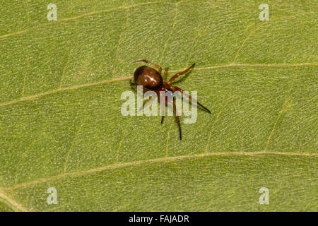 Orb weben Spinne, Aarey Milch Kolonie Indien Stockfoto