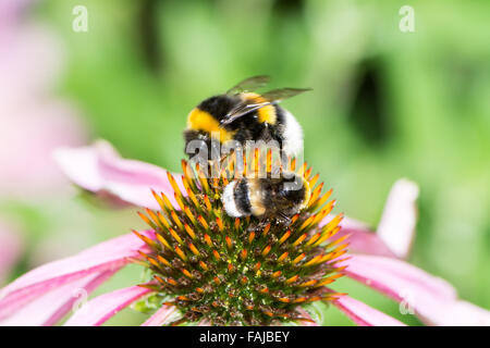 Zwei Hummeln auf die Blüte einer Echinacea Blume Stockfoto