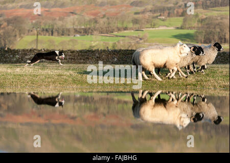 Border-Collie Schafe nach Sturm Eva, in der Nähe von Hawes, Wensleydale, North Yorkshire aufrunden. Stockfoto