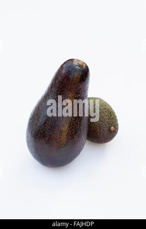 Persea Americana. Riesigen Avocado neben einer kleineren Hass Avocado. Stockfoto