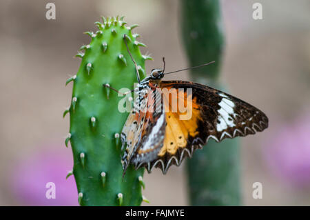 Plain Tiger Schmetterling (Danaus Wachen), auch bekannt als afrikanischer Monarch-Schmetterling auf einem Kaktus in Myanmar. Stockfoto