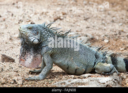 Ein grüner Leguan (Iguana Iguana), in Curacao Stockfoto