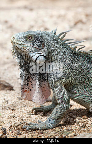 Ein grüner Leguan (Iguana Iguana), in Curacao Stockfoto