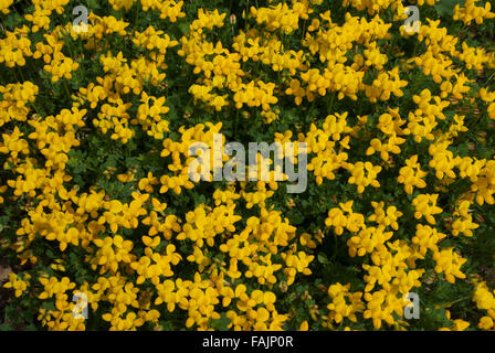 Gelbe Lotus Corniculatus Vögel foot Trefoil Bad Somerset England UK Stockfoto