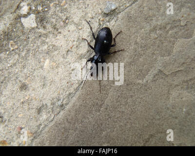 Violette Boden Käfer (Carabus Problematicus) auf Kalkstein ebnet Platte Stockfoto