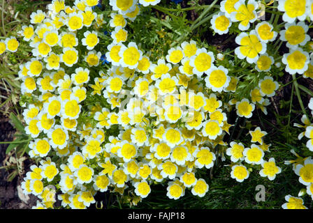 Limnanthes Douglasii oder pochiertes Ei Pflanze, leuchtende gelbe Blüten Bad Somerset England UK Stockfoto