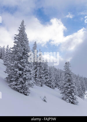Verschneite Tannen im Wald an einem Berghang im Winter. Schächental, Kanton Uri, Zentralschweiz.