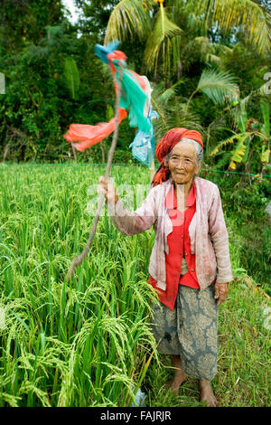 Ubdu, Bali, Indonesien, eine ältere Frau, die Arbeiten in den Reisfeldern Stockfoto