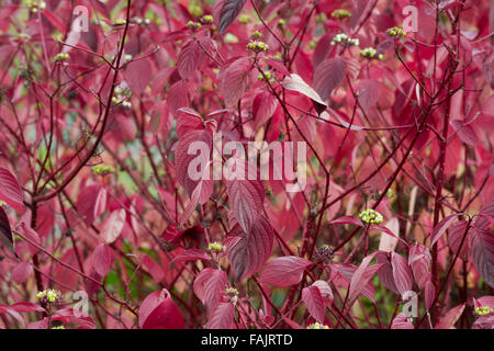 Cornus Alba Sibirica. Roten bellte Hartriegel im Herbst Stockfoto