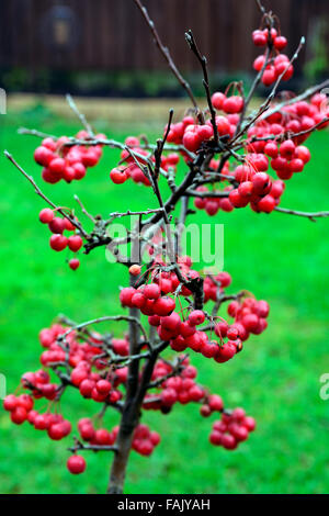 Zwerg Holzapfel Baum Winter Weihnachten rote Beere Beeren Äpfel Krabben Deko Dekoration Terrasse Topf Obst reif RM Floral Stockfoto