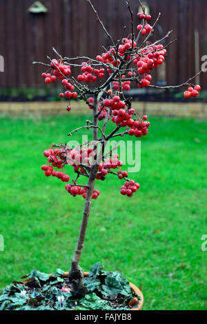 Zwerg Holzapfel Baum Winter Weihnachten rote Beere Beeren Äpfel Krabben Deko Dekoration Terrasse Topf Obst reif RM Floral Stockfoto