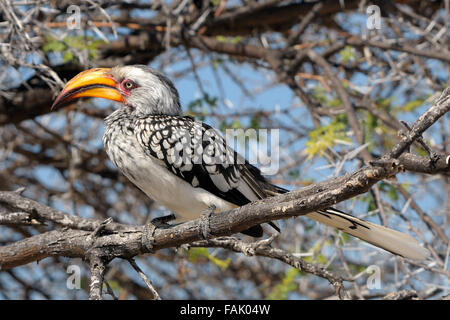 Southern Yellow-billed Hornbill Tockus Leucomelas, Etosha Nationalpark, Namibia Stockfoto