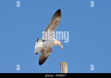 Unreife Kelp Gull Landung auf einem Mast in Swakopmund in Namibia Stockfoto