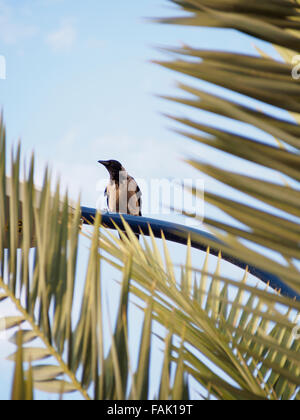 Mit Kapuze Krähe (Corvus Cornix) thront auf einem Laternenpfahl hinter einem Baum. Fotografiert in Israel im November Stockfoto