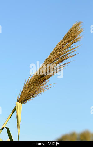 blühende Reed wachsen auf der Yakon Fluss, Israel mit blauem Himmelshintergrund Stockfoto