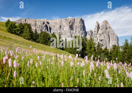 Schlern mit den Santner und Euringer Felsspitzen, Frühling, Seiser Alm, Naturpark Schlern-Rosengarten, Dolomiten, Südtirol Stockfoto